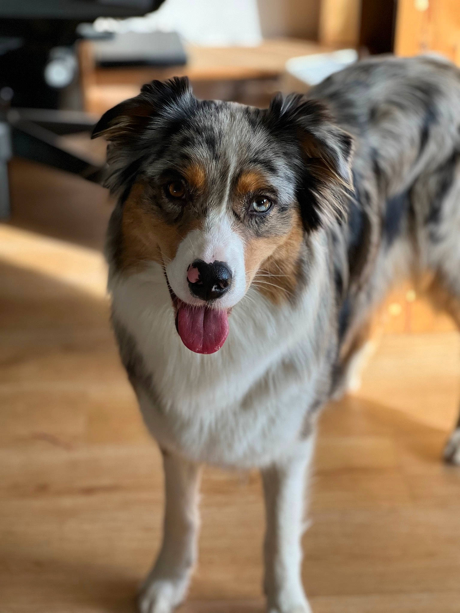Raika a rejoint le concours — aidez-le/la à gagner de superbes lots ! australian_collie, australian_shepherd, canidae, carnivore, collar, companion_dog, dog, dog_breed, flooring, fur, hardwood, herding_dog, puppy, snout, sporting_group, terrestrial_animal, whiskers, wood, working_animal, working_dog