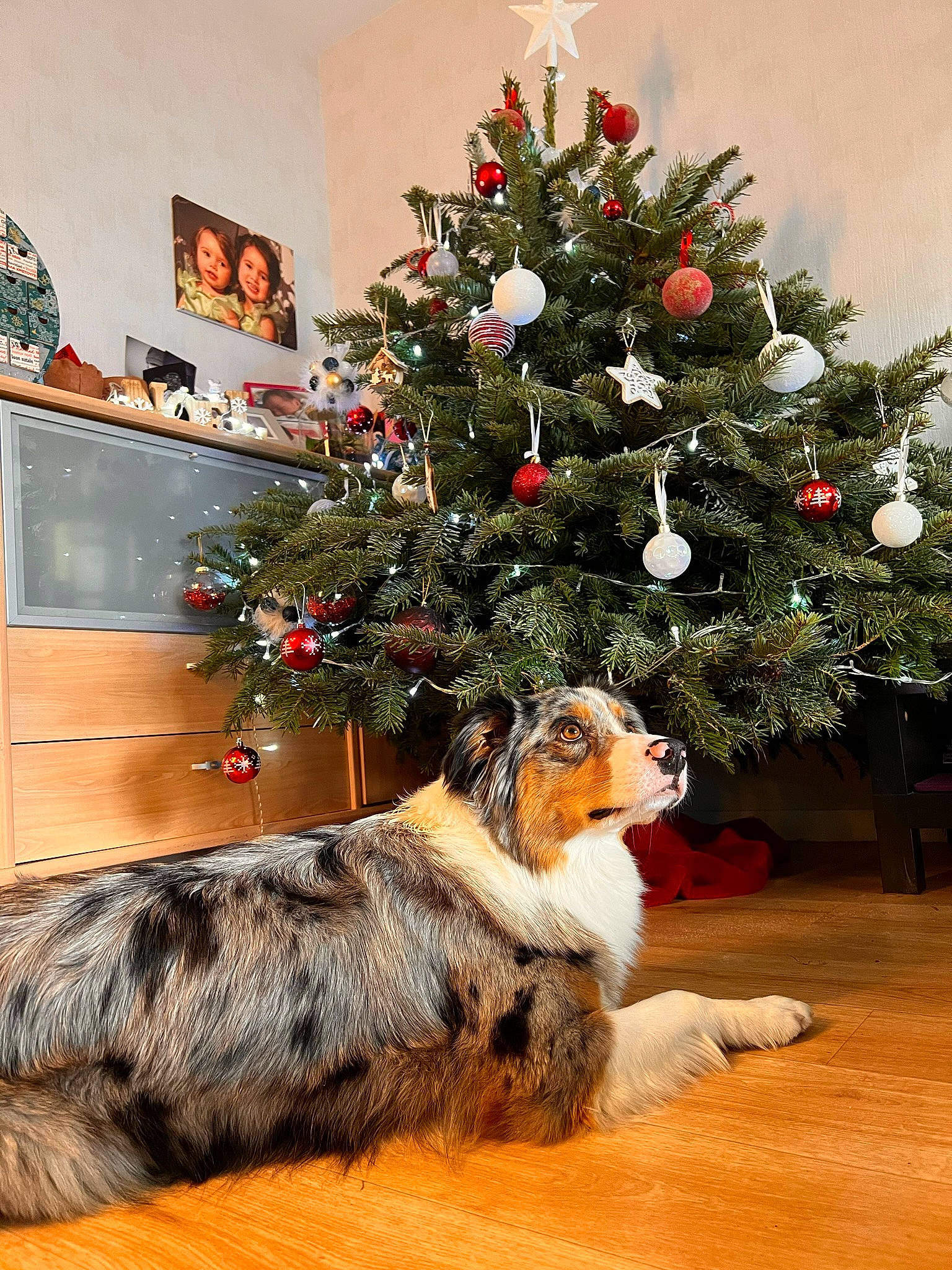 Raika a rejoint le concours — aidez-le/la à gagner de superbes lots ! carnivore, christmas, christmas_decoration, christmas_eve, christmas_ornament, christmas_tree, companion_dog, dog, dog_breed, event, evergreen, flooring, holiday, holiday_ornament, interior_design, living_room, ornament, plant, tree, wood