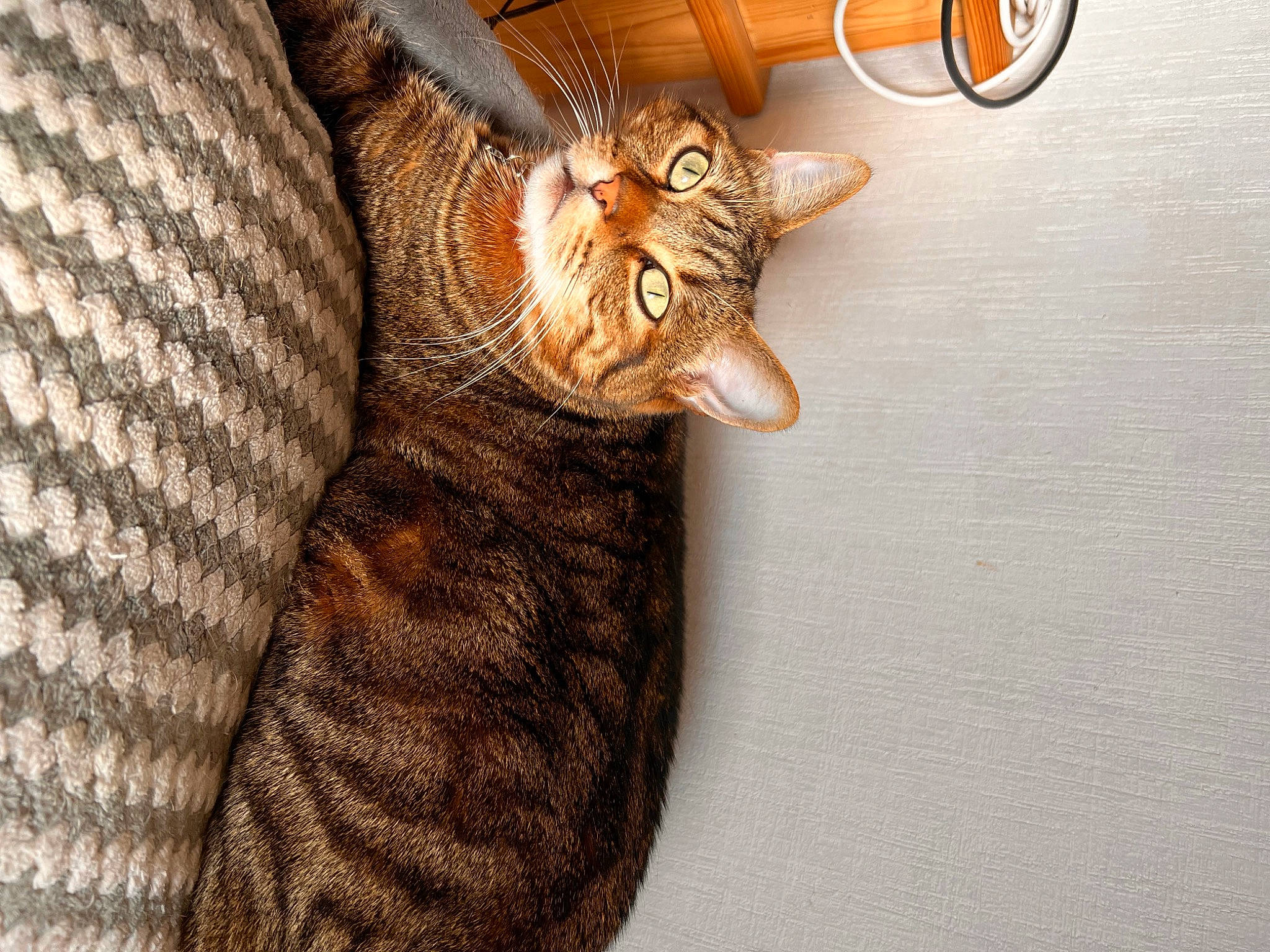 Nestea a rejoint le concours — aidez-le/la à gagner de superbes lots ! brown, carnivore, cat, claw, comfort, domestic_short_haired_cat, fawn, felidae, fur, pattern, small_to_medium_sized_cats, tail, terrestrial_animal, whiskers, wood