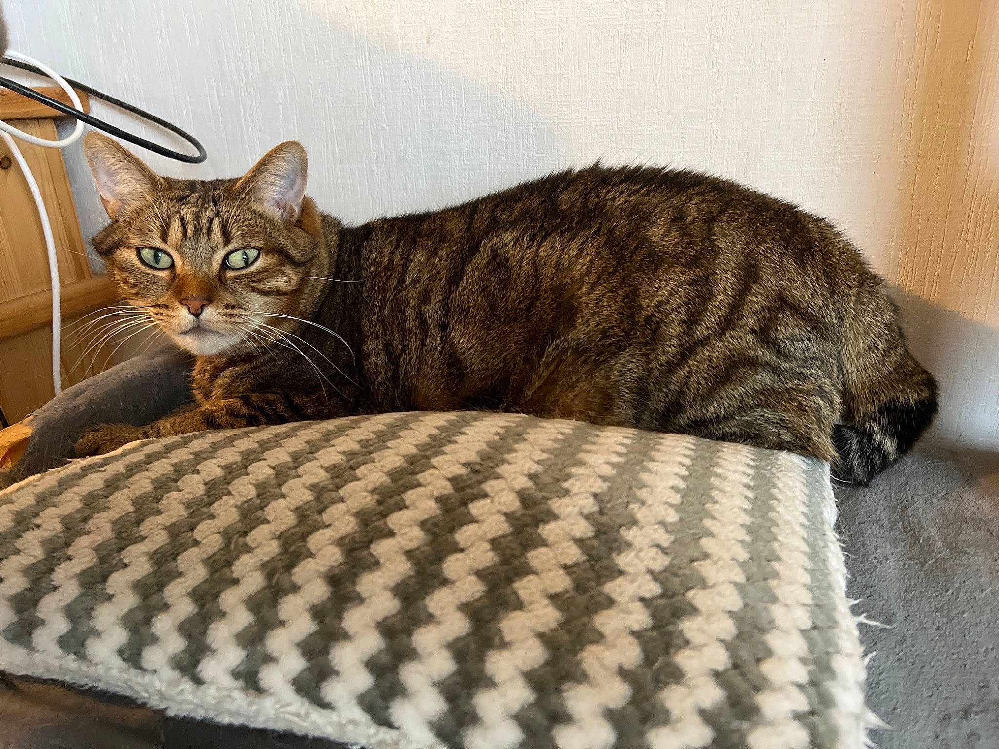 Nestea a rejoint le concours — aidez-le/la à gagner de superbes lots ! brown, carnivore, cat, cat_bed, cat_supply, comfort, domestic_short_haired_cat, fawn, felidae, fur, grey, mammal, small_to_medium_sized_cats, snout, tail, terrestrial_animal, vertebrate, whiskers, wildlife, wood