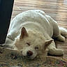 dog, white_dog, fluffy, sleeping, lying_down, indoors, wooden_floor, rug, carpet, home, cozy, pet, animal, ears, nose, closed_eyes, relaxed, nap, portrait, floor
