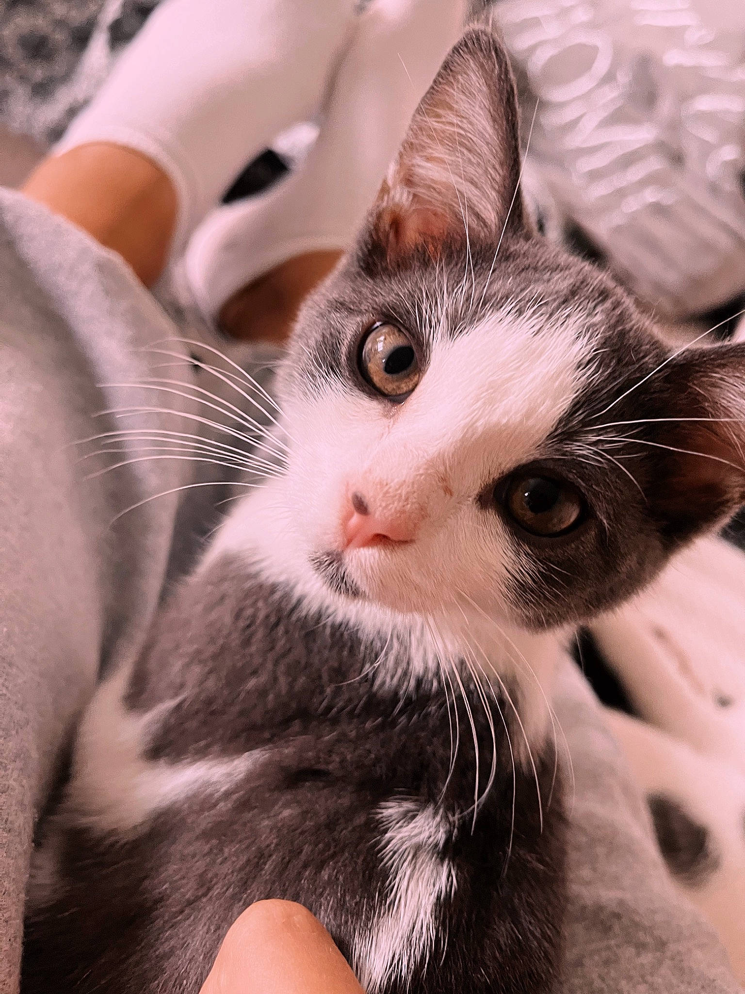 June joined the competition — help win amazing prizes! carnivore, cat, claw, comfort, domestic_short_haired_cat, ear, eyelash, felidae, fur, paw, plant, small_to_medium_sized_cats, snout, tree, whiskers