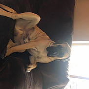 Henrey Howard is registered to the contest to win money with this photo: art, carnivore, chest, classical_sculpture, comfort, companion_dog, dog_breed, elbow, fawn, felidae, flash_photography, gesture, jaw, sculpture, sporting_group, statue, tints_and_shades, trunk, window, wood
