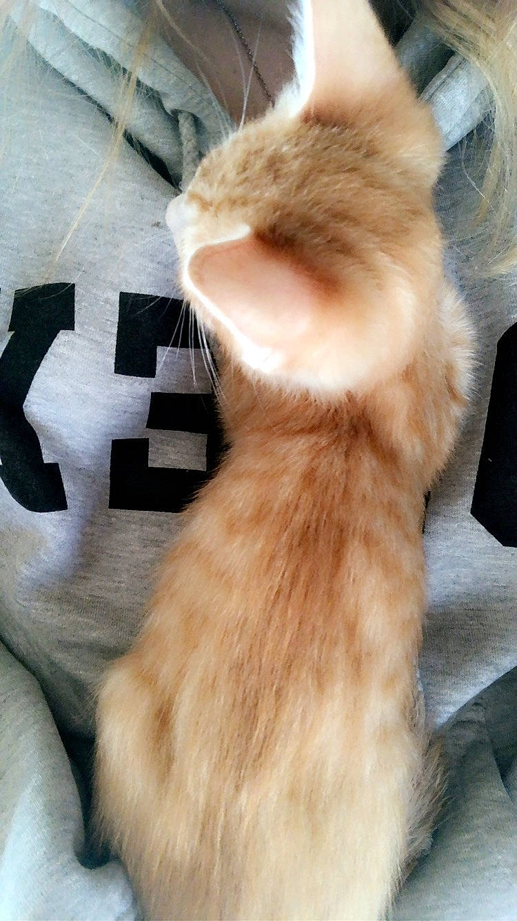 Henrey Howard is registered to the contest to win money with this photo: carnivore, cat, claw, comfort, companion_dog, dog_breed, electric_blue, fawn, felidae, fur, fur_clothing, human_leg, mammal, natural_material, paw, small_to_medium_sized_cats, snout, tail, vertebrate, whiskers