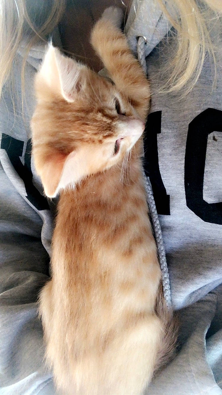 Henrey Howard joined the competition — help win amazing prizes! canidae, carnivore, cat, claw, comfort, companion_dog, domestic_short_haired_cat, ear, fawn, felidae, fur, human_leg, leg, nap, paw, small_to_medium_sized_cats, snout, tail, terrestrial_animal, whiskers