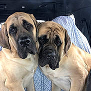 Henry And Howard joined the competition — help win amazing prizes! dog, pets, animal, mammal, canine, companions, indoors, vehicle, blanket, fur, cute, friendship, closeup, portrait, two, resting, brown, large, head, ears