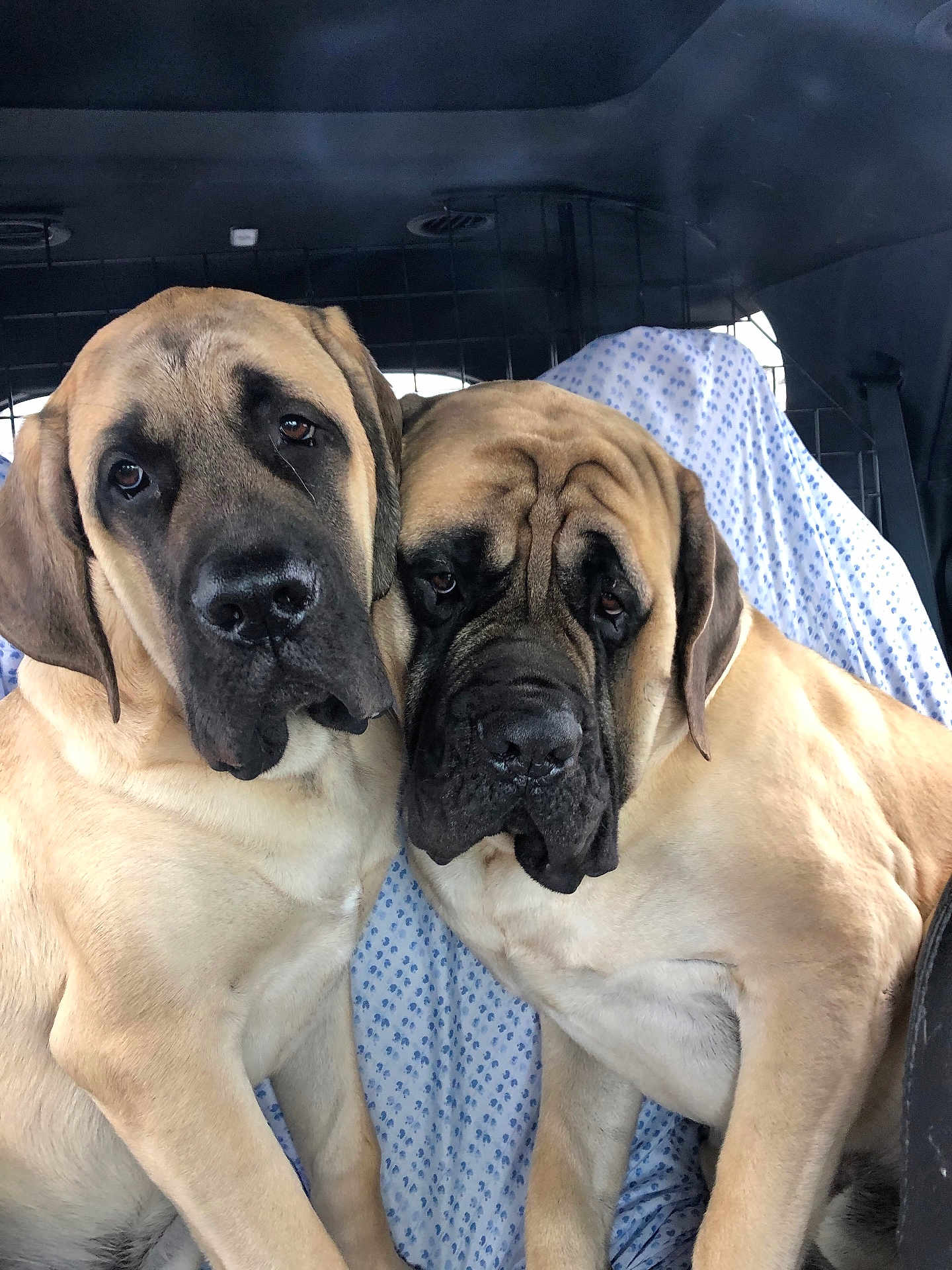 Henry And Howard