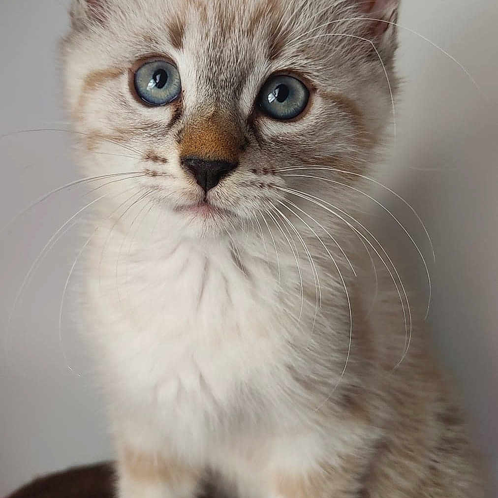 Tokyo a rejoint le concours — aidez-le/la à gagner de superbes lots ! adorable, animal, blue_eyes, cat, close_up, curious, cute, domestic_cat, feline, fur, indoor, kitten, mammal, pet, portrait, sitting, small, soft, whiskers, young