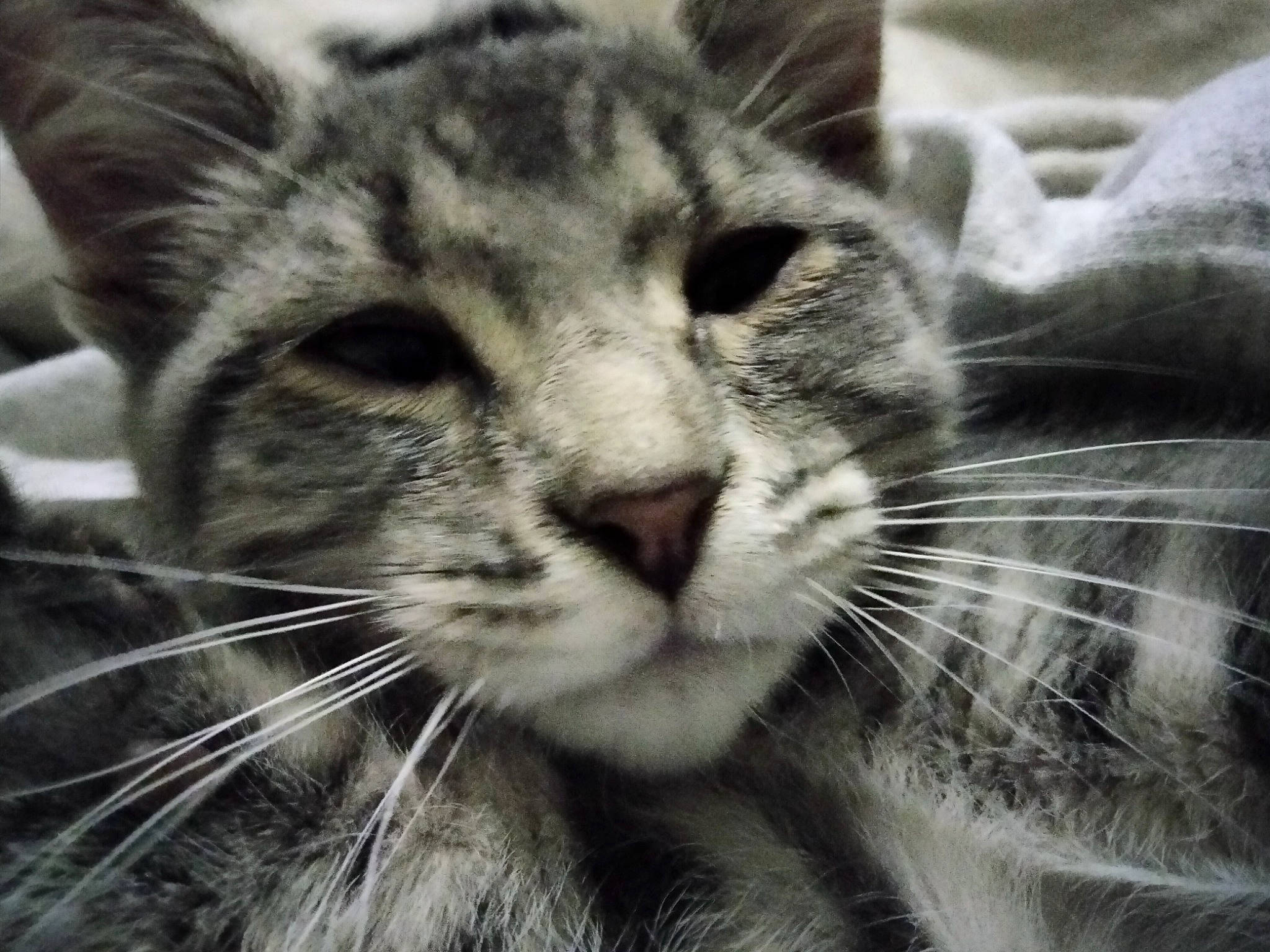 Bynx joined the competition — help win amazing prizes! carnivore, cat, close_up, comfort, domestic_short_haired_cat, eye, felidae, fur, head, monochrome, monochrome_photography, paw, sky, small_to_medium_sized_cats, snout, style, terrestrial_animal, whiskers, window