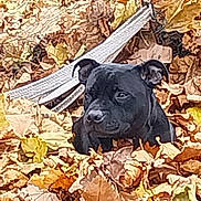 Punky participe au concours pour gagner de l'argent avec cette photo : animal, autumn_leaves, background, black_dog, brown, canine, curious, dog, fall, leaf_litter, leaves, nature, orange, outdoor, pet, playful, puppy, season, straps, yellow