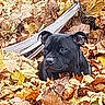 animal, autumn_leaves, background, black_dog, brown, canine, curious, dog, fall, leaf_litter, leaves, nature, orange, outdoor, pet, playful, puppy, season, straps, yellow