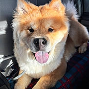 Pochita joined the competition — help win amazing prizes! dog, tongue_out, fluffy, golden_fur, pet, car_interior, plaid_blanket, sunlight, happy, animal, canine, sitting, close_up, domestic_animal, companion, cute, portrait, indoor, relaxed, furry