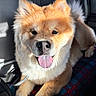 dog, tongue_out, fluffy, golden_fur, pet, car_interior, plaid_blanket, sunlight, happy, animal, canine, sitting, close_up, domestic_animal, companion, cute, portrait, indoor, relaxed, furry