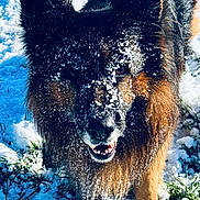 Nuts participe au concours pour gagner de l'argent avec cette photo : dog, german_shepherd, snow, outdoor, animal, pet, fur, face, eyes, nose, mouth, teeth, grass, winter, canine, nature, closeup, playful, happy, portrait