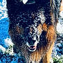 dog, german_shepherd, snow, outdoor, animal, pet, fur, face, eyes, nose, mouth, teeth, grass, winter, canine, nature, closeup, playful, happy, portrait