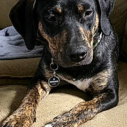 Oreo is registered to the contest to win money with this photo: dog, canine, pet, black_and_brown_coat, white_paws, collar, tag, indoor, couch, blanket, relaxed, close_up, fur, paw, animal, companion, domestic, mammal, resting, portrait