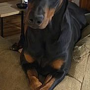 Hercules is registered to the contest to win money with this photo: dog, doberman, pet, animal, indoors, couch, furniture, relaxed, crossed_paws, brown, black, ears, canine, companion, domestic_animal, living_room, portrait, cute, friendly, resting