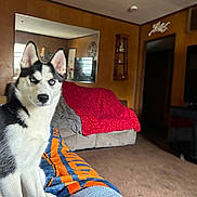 Ellie May joined the competition — help win amazing prizes! animal, architecture, building, canine, computerhardware, couch, dog, electronics, entertainmentcenter, furniture, hardware, husky, indoors, interiordesign, livingroom, monitor, pet, room, screen, tv
