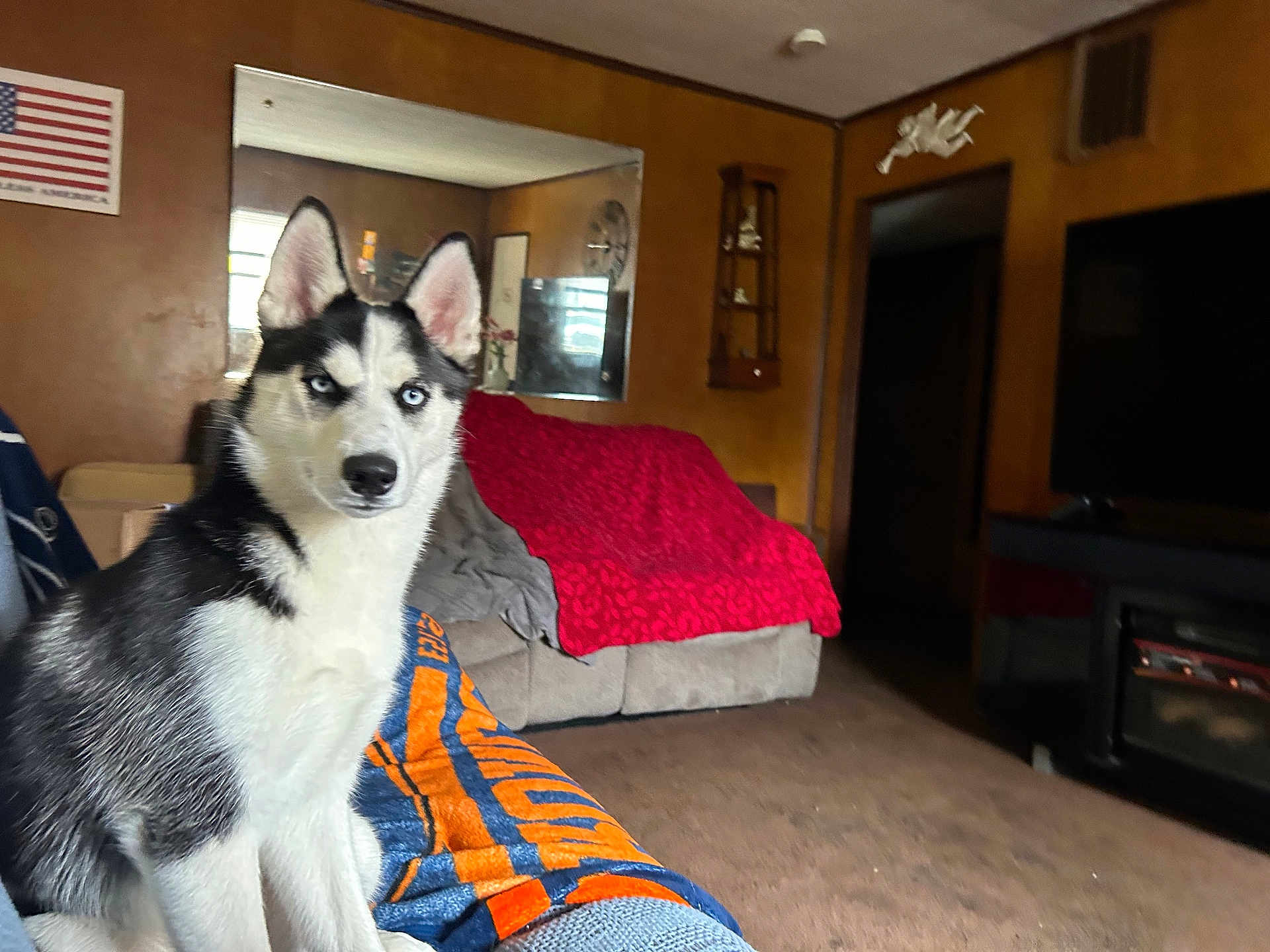 Ellie May joined the competition — help win amazing prizes! animal, architecture, building, canine, computerhardware, couch, dog, electronics, entertainmentcenter, furniture, hardware, husky, indoors, interiordesign, livingroom, monitor, pet, room, screen, tv