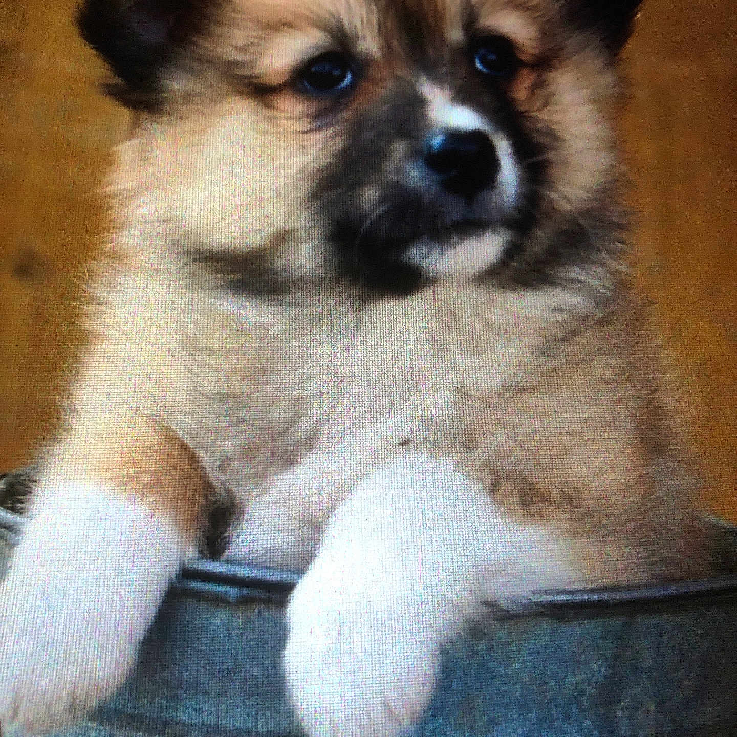 Abby Gaël a rejoint le concours — aidez-le/la à gagner de superbes lots ! adorable, animal, brown_fur, bucket, closeup, cute, dog, ears, face, fluffy, fur, indoor, looking_away, metal, pet, portrait, puppy, resting, white_paws, young