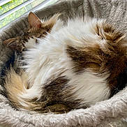 Barbi Girl joined the competition — help win amazing prizes! cat, fluffy, sleeping, pet, cozy, bed, window, blinds, fur, indoor, relaxing, curled_up, animal, whiskers, tabby, soft, closeup, resting, feline, comfortable