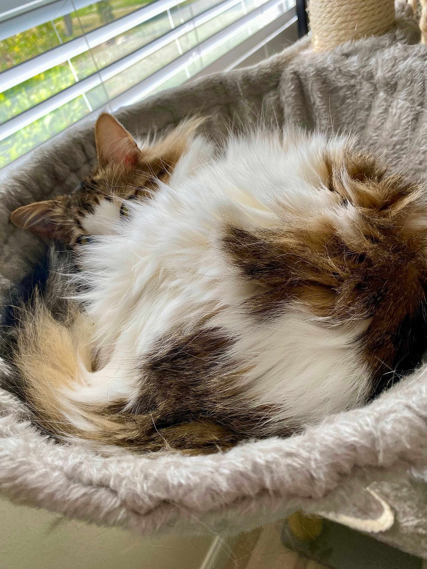 Barbi Girl joined the competition — help win amazing prizes! cat, fluffy, sleeping, pet, cozy, bed, window, blinds, fur, indoor, relaxing, curled_up, animal, whiskers, tabby, soft, closeup, resting, feline, comfortable