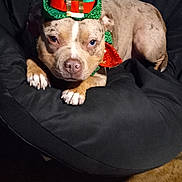 Lola is registered to the contest to win money with this photo: dog, pet, indoor, beanbag_chair, hat, leprechaun_hat, costume, brown_dog, carpet, pillow, furniture, cute, animal, relaxed, bow_tie, holiday_costume, decor, companion, portrait, domestic