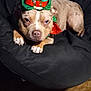 dog, pet, indoor, beanbag_chair, hat, leprechaun_hat, costume, brown_dog, carpet, pillow, furniture, cute, animal, relaxed, bow_tie, holiday_costume, decor, companion, portrait, domestic