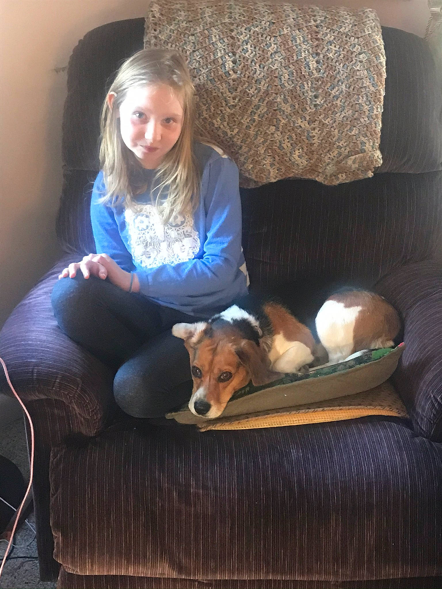 Cheyanne is registered to the contest to win money with this photo: canidae, carnivore, comfort, companion_dog, couch, dog, dog_breed, fawn, flash_photography, flooring, hardwood, human_leg, joy, lap, leisure, living_room, person, sitting, smile, sofa_bed