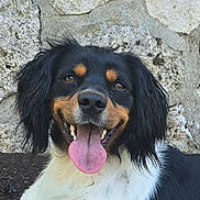 Ulysse participe au concours pour gagner de l'argent avec cette photo : dog, animal, pet, tongue_out, happy, black_and_white, fur, ears, outdoor, stone_wall, portrait, close_up, canine, smiling, friendly, nature, muzzle, eyes, nose, playful