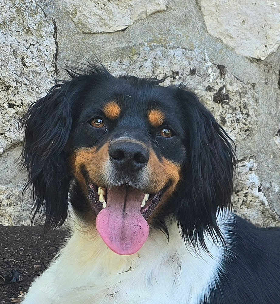 Ulysse participe au concours pour gagner de l'argent avec cette photo : dog, animal, pet, tongue_out, happy, black_and_white, fur, ears, outdoor, stone_wall, portrait, close_up, canine, smiling, friendly, nature, muzzle, eyes, nose, playful
