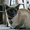 cat, siamese_cat, indoor, collar, pet, blue_eyes, feline, christmas_tree, holiday_lights, blurred_background, cozy, soft_lighting, furniture, cat_tree, close_up, animal, cute, domestic_animal, mammal, portrait
