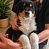 Bloom a rejoint le concours — aidez-le/la à gagner de superbes lots ! puppy, dog, pet, cute, fluffy, hands, person, indoor, plant, black_shirt, mario, casual_clothing, legs, seated, cozy, home, soft_light, portrait, close_up, animal