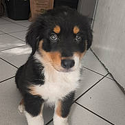 Bloom participe au concours pour gagner de l'argent avec cette photo : puppy, dog, indoor, tile_floor, black_fur, white_fur, brown_fur, cute, pet, young_dog, sitting, floor, animal, fur, domestic_animal, canine, looking_at_camera, household, adorable, small_dog