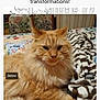 cat, orange_cat, fluffy, pet, bed, blanket, striped_blanket, indoor, furniture, floral_chair, curtains, resting, animal, cute, domestic_animal, sleepy, cozy, portrait, feline, relaxed