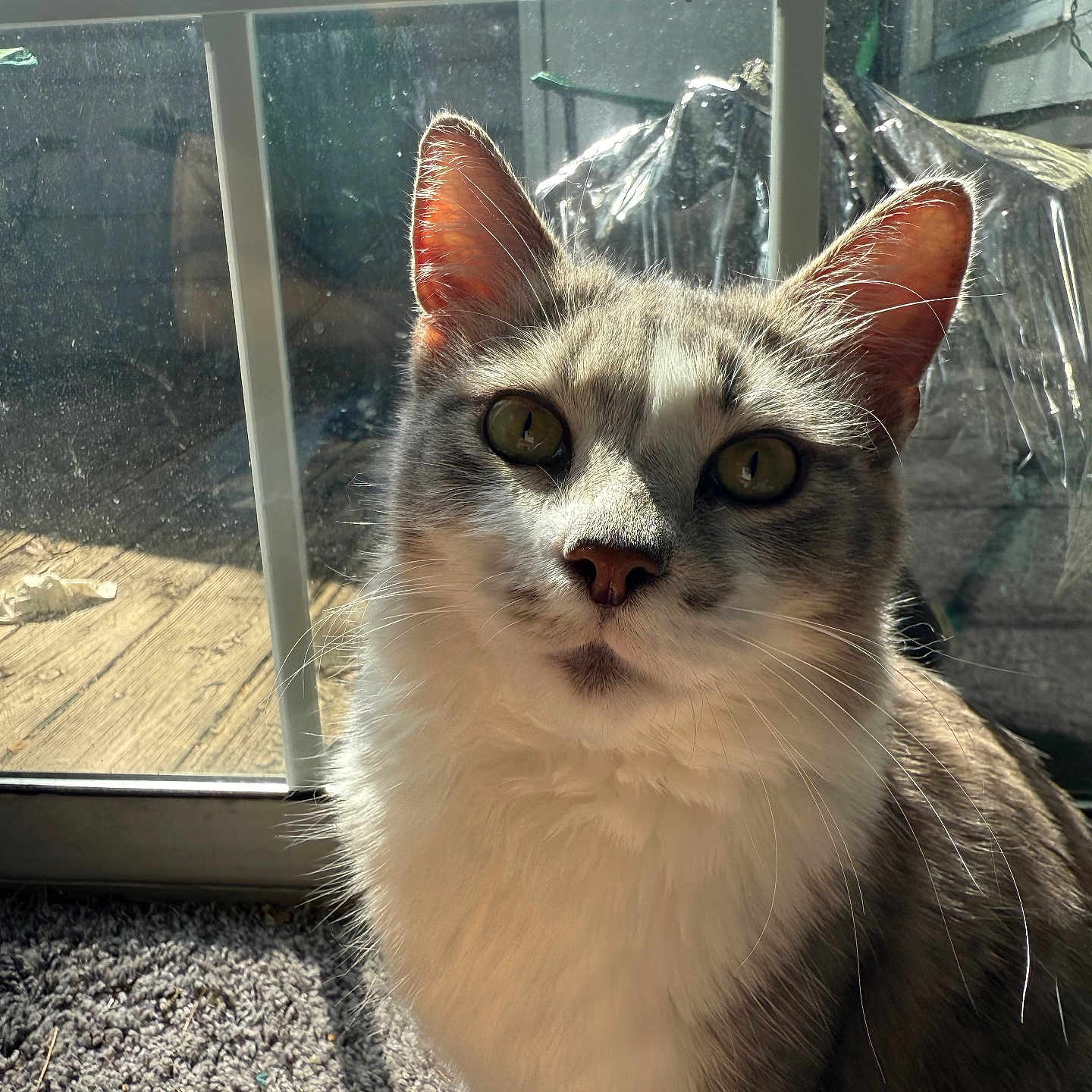 Seraphina