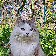 Kittycat participe au concours pour gagner de l'argent avec cette photo : cat, long_hair, blue_eyes, fluffy, white_fur, gray_markings, outdoor, grass, greenery, palm_leaves, plants, portrait, pet, sitting, close_up, whiskers, ears, nose, nature, sunlight