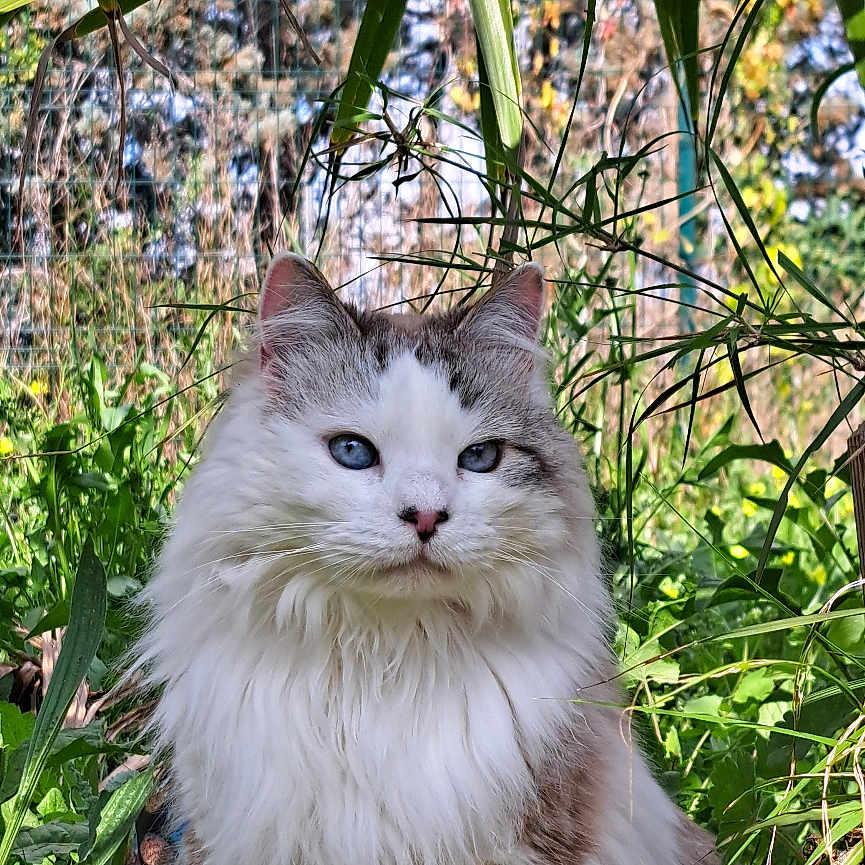 Kittycat participe au concours pour gagner de l'argent avec cette photo : blue_eyes, cat, close_up, ears, fluffy, grass, gray_markings, greenery, long_hair, nature, nose, outdoor, palm_leaves, pet, plants, portrait, sitting, sunlight, whiskers, white_fur