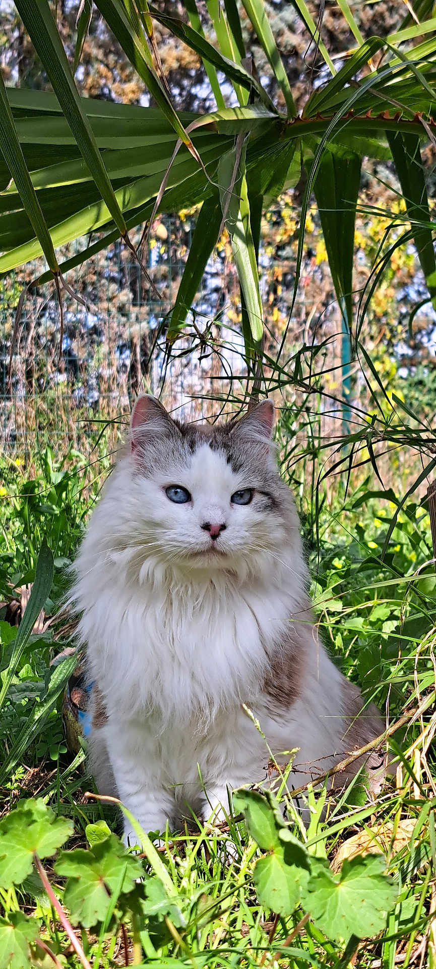 Kittycat participe au concours pour gagner de l'argent avec cette photo : cat, long_hair, blue_eyes, fluffy, white_fur, gray_markings, outdoor, grass, greenery, palm_leaves, plants, portrait, pet, sitting, close_up, whiskers, ears, nose, nature, sunlight