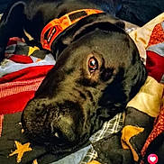 Thor joined the competition — help win amazing prizes! dog, black_dog, collar, orange_collar, lying_down, quilt, patchwork_quilt, fabric, close_up, pet, animal, relaxed, cozy, bed, resting, snout, fur, domestic_animal, indoor, portrait