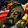 dog, black_dog, collar, orange_collar, lying_down, quilt, patchwork_quilt, fabric, close_up, pet, animal, relaxed, cozy, bed, resting, snout, fur, domestic_animal, indoor, portrait