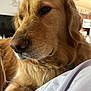 animal, brown, canine, close_up, collar, companion, cute, dog, domestic_animal, ears, friendly, fur, golden_retriever, indoor, laying_down, mammal, nose, pet, portrait, whiskers