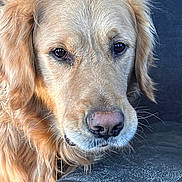 Homer is registered to the contest to win money with this photo: animal, brown_fur, calm, canine, close_up, companion, cute, dog, domestic_animal, ears, face, fur, golden_retriever, indoor, looking, nose, pet, portrait, resting, whiskers