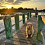 dog, golden_retriever, dock, wooden, sunset, water, sky, clouds, nature, outdoor, pet, animal, sunlight, reflection, peaceful, landscape, fence, grass, evening, calm