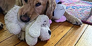 Homer is registered to the contest to win money with this photo: golden_retriever, dog, stuffed_toy, plush_dog, wooden_floor, living_room, rug, furniture, pet, canine, toy, indoor, relaxed, cute, lying_down, home, domestic_animal, animal, comfort, playful