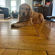 Homer joined the competition — help win amazing prizes! golden_retriever, dog, pet, indoor, living_room, wooden_floor, furniture, window, daylight, ceiling_fan, decor, cabinet, table, relaxed, animal, floor, household, cozy, resting, domestic