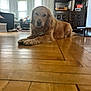 golden_retriever, dog, pet, indoor, living_room, wooden_floor, furniture, window, daylight, ceiling_fan, decor, cabinet, table, relaxed, animal, floor, household, cozy, resting, domestic