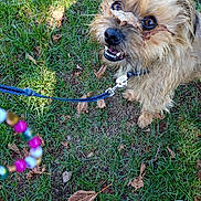 Pin'S a rejoint le concours — aidez-le/la à gagner de superbes lots ! dog, grass, leash, leaves, outdoor, pet, animal, fur, happy, brown, playful, closeup, nature, footwear, beads, collar, puppy, ground, summer, canine
