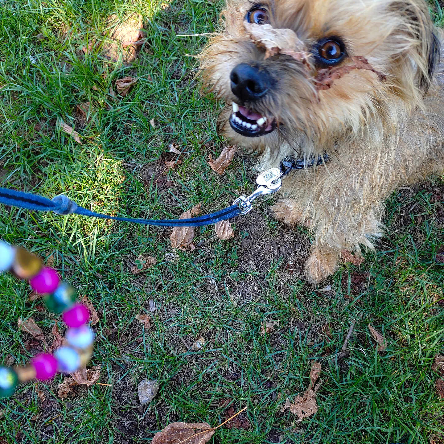 Pin'S a rejoint le concours — aidez-le/la à gagner de superbes lots ! animal, beads, brown, canine, closeup, collar, dog, footwear, fur, grass, ground, happy, leash, leaves, nature, outdoor, pet, playful, puppy, summer