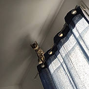 Freyja participe au concours pour gagner de l'argent avec cette photo : cat, tabby, curtain_rod, curtains, shadow, indoor, ceiling, window, sunlight, home, pet, animal, feline, curious, perched, metal_rod, fabric, light, shadow_play, quiet